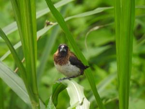 <a href="https://taieol.tw/muse/digi_object/80e50e0468ede5c9428a0a1e697f0628" target="_blank">白腰文鳥／By：penlock／iNaturalist</a>