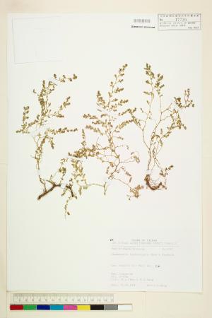 <a href="https://brmas.openmuseum.tw/muse/digi_object/2637d164a65193b83f4054d88f4fb96b" target="_blank">台西大戟／中央研究院生物多樣性研究博物館植物標本館 (HAST)</a>