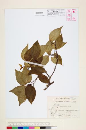 <a href="https://brmas.openmuseum.tw/muse/digi_object/2647fb5315dd18d0dd2ac8e29698ffd4" target="_blank">四照花／中央研究院生物多樣性研究博物館植物標本館 (HAST)</a>