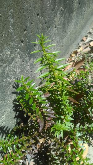 <a href="https://taieol.tw/muse/digi_object/6abc69c8d458d50961ef1da687529b7a" target="_blank">水莧菜／By：yjsu／iNaturalist</a>