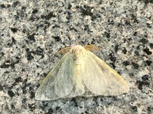 <a href="https://taieol.tw/muse/digi_object/fe7529275f14af4078fdd3a595191aa1" target="_blank">Arctornis kanazawai／By：jingtzuo／iNaturalist</a>