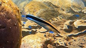 <a href="https://taieol.tw/muse/digi_object/1c4bdde129b11351309d19624745932c" target="_blank">裂唇魚／By：r_lai／iNaturalist</a>