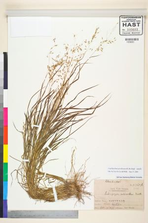 <a href="https://brmas.openmuseum.tw/muse/digi_object/265e953da271d6487c24922ce70879d6" target="_blank">細柄草／中央研究院生物多樣性研究博物館植物標本館 (HAST)</a>