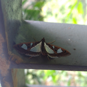<a href="https://taieol.tw/muse/digi_object/44253acb96046cab718a90c71ca01c38" target="_blank">Glyphodes bivitralis／By：minglongtsai／iNaturalist</a>
