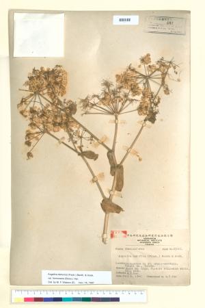 <a href="https://brmas.openmuseum.tw/muse/digi_object/266810ff06a83b4210911cb226d52b2d" target="_blank">野當歸／中央研究院生物多樣性研究博物館植物標本館 (HAST)</a>