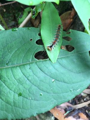 <a href="https://taieol.tw/muse/digi_object/338ffdd85db30da2da5e0567a73d5b53" target="_blank">木毒蛾／By：brucelee51／iNaturalist</a>