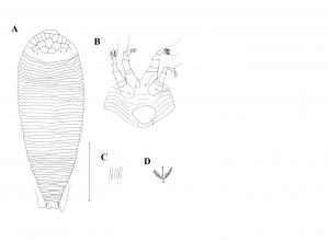 Diptilomiopus cumingis Huang, 2001