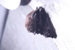 <a href="https://taieol.tw/muse/digi_object/fd45dadb43118fe7bc73f26b37ab46a4" target="_blank">東亞摺翅蝠／By：naturalist14740／iNaturalist</a>