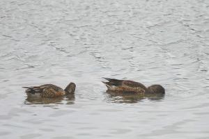 <a href="https://taieol.tw/muse/digi_object/7ea004daa1143fdb2f13cdacb00a2ce4" target="_blank">琵嘴鴨／By：wangleeping／iNaturalist</a>