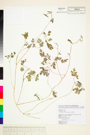 <a href="https://brmas.openmuseum.tw/muse/digi_object/26caca9965662b4a59e5741edc562b4b" target="_blank">刻葉紫菫／中央研究院生物多樣性研究博物館植物標本館 (HAST)</a>