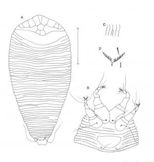 Diptilomiopus hexogonus Huang, 2001