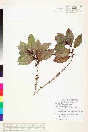 <a href="https://brmas.openmuseum.tw/muse/digi_object/26e7e477f311a73c5230bad030b15e2e" target="_blank">朴萊木／中央研究院生物多樣性研究博物館植物標本館 (HAST)</a>