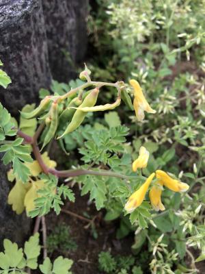 <a href="https://taieol.tw/muse/digi_object/4768d9161dfb4e5171d334d5863dad38" target="_blank">Corydalis formosana／By：jodyhsieh／iNaturalist</a>