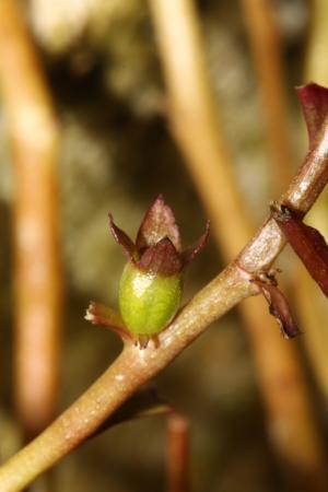 卵葉水丁香-Onagraceae柳葉菜科-水丁香屬-Ludwigia ovalis-IMG_5638