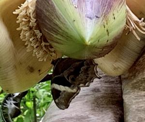 <a href="https://taieol.tw/muse/digi_object/3e954edecfb87513a6663cd7841fc363" target="_blank">長紋黛眼蝶／By：liubelinda／iNaturalist</a>
