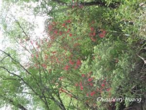 <a href="https://taieol.tw/muse/digi_object/067bf09a4a49c9d603deb2cfbc8b62c4" target="_blank">金毛杜鵑／By：chinaberryhuang／iNaturalist</a>