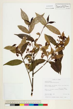 <a href="https://brmas.openmuseum.tw/muse/digi_object/27795552aad6d899a1c31c38a9c6d3bb" target="_blank">玉山糯米樹(玉山莢蒾)／中央研究院生物多樣性研究博物館植物標本館 (HAST)</a>