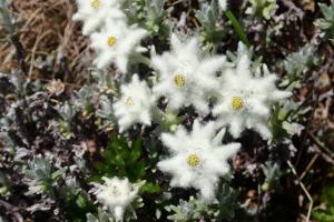 <a href="https://taieol.tw/muse/digi_object/22c59bbe41941641c7d08a2f888400f9" target="_blank">玉山薄雪草／By：adachao／iNaturalist</a>