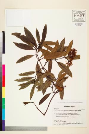 <a href="https://brmas.openmuseum.tw/muse/digi_object/278f6868bcff168f6ad4d5a694438d7a" target="_blank">細梗絡石／中央研究院生物多樣性研究博物館植物標本館 (HAST)</a>