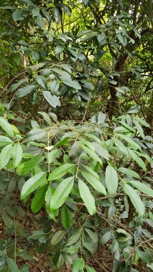 <a href="https://taieol.tw/muse/digi_object/0e15419ad2e3e583ba85170f5cf32bb8" target="_blank">糊樗／By：dayacat／iNaturalist</a>