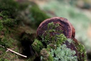 Phellinus fushanus(福山木層孔菌) 