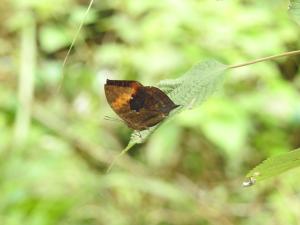 <a href="https://taieol.tw/muse/digi_object/85129d56ddc05d274f8ca006fdc4f209" target="_blank">枯葉蝶／By：juliewee／iNaturalist</a>