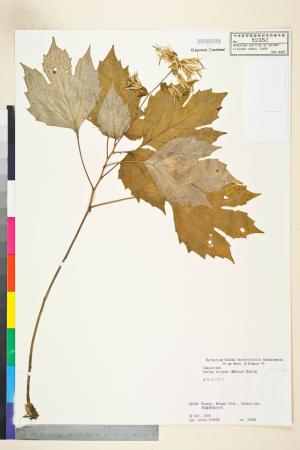 <a href="https://brmas.openmuseum.tw/muse/digi_object/27b5ae6c12e36fe659100f741cce8c3d" target="_blank">高野帚屬／中央研究院生物多樣性研究博物館植物標本館 (HAST)</a>