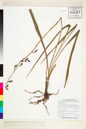 <a href="https://brmas.openmuseum.tw/muse/digi_object/27d9111d16379c23afb6b73f366e6e58" target="_blank">根節蘭屬／中央研究院生物多樣性研究博物館植物標本館 (HAST)</a>