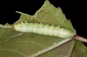 110516 台北 台北植物園 楓香尾夜蛾 Eutelia adulatricoides (Mell, 1943)-楓香 06_800ori