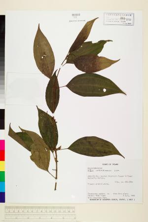 <a href="https://brmas.openmuseum.tw/muse/digi_object/27f7c8ef1eba63b0ad3a0bc8fe5fcdf5" target="_blank">柏拉木／中央研究院生物多樣性研究博物館植物標本館 (HAST)</a>