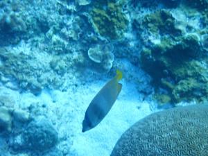 <a href="https://taieol.tw/muse/digi_object/021932dd0bcee4716e035d1dc51a8de2" target="_blank">克氏蝴蝶魚／By：choudavid0／iNaturalist</a>