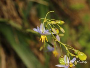 <a href="https://taieol.tw/muse/digi_object/9c521534319d6a5a9c1cb32fbb6cfa6b" target="_blank">桔梗蘭／By：chinaberryhuang／iNaturalist</a>