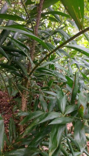 <a href="https://taieol.tw/muse/digi_object/465bd041bbb75e5fcc23cdac5b8ffc5d" target="_blank">黃藤／By：erickkao／iNaturalist</a>