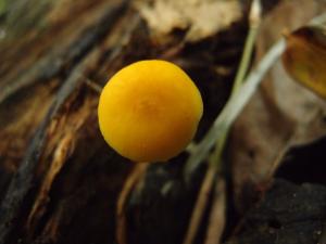 Pluteus leoninus(獅黃光炳菇)