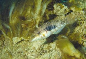 <a href="https://fishdb.sinica.edu.tw/muse/digi_object/b29e418ceb07997d4bfd41e573fcfe4d" target="_blank">Halichoeres margaritaceus@fishdb-media-1001／魚類生態與演化研究室</a>