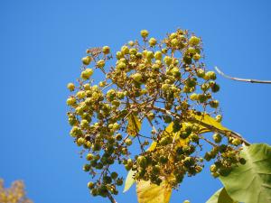 <a href="https://taieol.tw/muse/digi_object/cc35e99cb9eebd87b7aea2e5b216cb6a" target="_blank">柚木／By：leaf0605／iNaturalist</a>