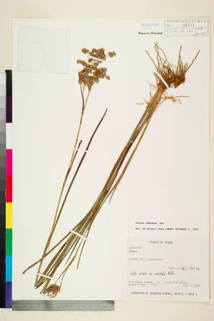 <a href="https://brmas.openmuseum.tw/muse/digi_object/285f0721f686afd7875e1ce013bc08bb" target="_blank">大井氏燈心草／中央研究院生物多樣性研究博物館植物標本館 (HAST)</a>