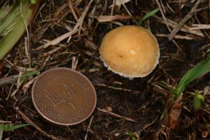 Stropharia coronilla(冠狀球蓋菇)