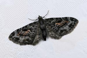 <a href="https://taieol.tw/muse/digi_object/54642a812ef6b2fefc0163ac94cc523b" target="_blank">Eupithecia nuceistrigata／By：吳士緯／臺灣物種名錄(TaiCOL)</a>