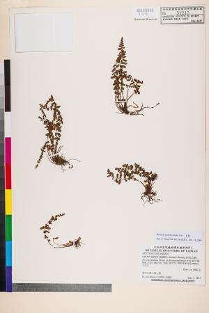 <a href="https://brmas.openmuseum.tw/muse/digi_object/287a3b094b3b9684a95ea5f36a5b393c" target="_blank">岩蕨／中央研究院生物多樣性研究博物館植物標本館 (HAST)</a>