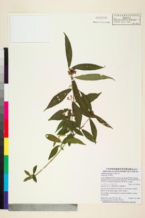 <a href="https://brmas.openmuseum.tw/muse/digi_object/2881b3d0c2218ad2dcea3d7f84ece9da" target="_blank">紫珠屬／中央研究院生物多樣性研究博物館植物標本館 (HAST)</a>