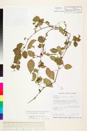 <a href="https://brmas.openmuseum.tw/muse/digi_object/28831bde66160173d6bae66c982a12e3" target="_blank">苗栗崖爬藤／中央研究院生物多樣性研究博物館植物標本館 (HAST)</a>