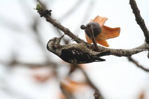 <a href="https://taieol.tw/muse/digi_object/d43c2c47d22ee663103272a917fc0990" target="_blank">Dendrocopos canicapillus／By：陳添財／臺灣物種名錄(TaiCOL)</a>