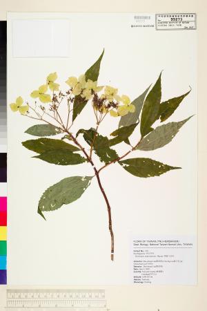 <a href="https://brmas.openmuseum.tw/muse/digi_object/28a89b739a89eed5d71c3fc5071168a2" target="_blank">狹瓣八仙花／中央研究院生物多樣性研究博物館植物標本館 (HAST)</a>
