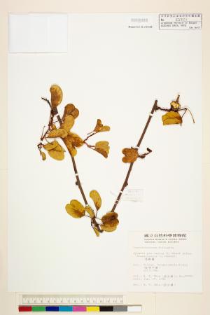 <a href="https://brmas.openmuseum.tw/muse/digi_object/28b2ce02c977026741ac0ffbc51e4c1e" target="_blank">馬鞍藤／中央研究院生物多樣性研究博物館植物標本館 (HAST)</a>