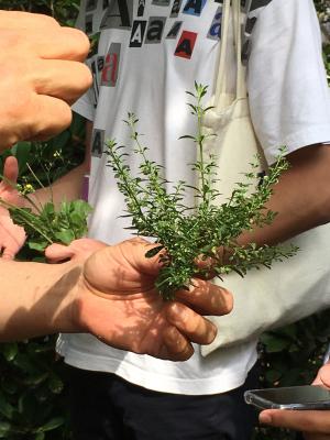 <a href="https://taieol.tw/muse/digi_object/daaf9c1e865fb0d3c7610360ef016d26" target="_blank">野甘草／By：peterwu／iNaturalist</a>