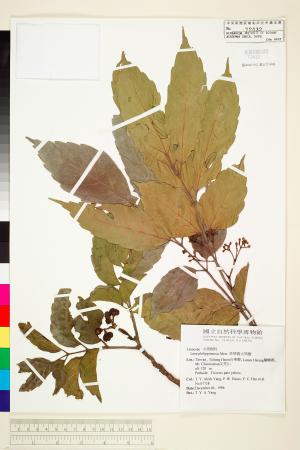 <a href="https://brmas.openmuseum.tw/muse/digi_object/28f32a0e0002d837d756d90d15ffc1fb" target="_blank">菲律賓火筒樹／中央研究院生物多樣性研究博物館植物標本館 (HAST)</a>