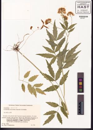 <a href="https://brmas.openmuseum.tw/muse/digi_object/28f798966c18cde6eca8109f13404504" target="_blank">碎米薺屬／中央研究院生物多樣性研究博物館植物標本館 (HAST)</a>