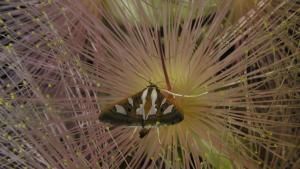<a href="https://taieol.tw/muse/digi_object/2e316b2fb6771c9c57f7e8d90f5291a6" target="_blank">Glyphodes bivitralis／By：maxhsieh／iNaturalist</a>