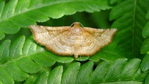<a href="https://taieol.tw/muse/digi_object/c6ff82fc7f55bdedefcf4982d884e139" target="_blank">Addaea polyphoralis／By：Hsiengan Huang／臺灣物種名錄(TaiCOL)</a>